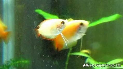 易養淡水魚|想要養魚的新手朋友，建議先從淡水魚入門。看一下有。